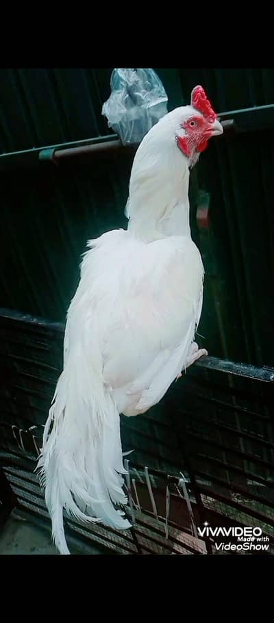 high quality choras nali paper white high class