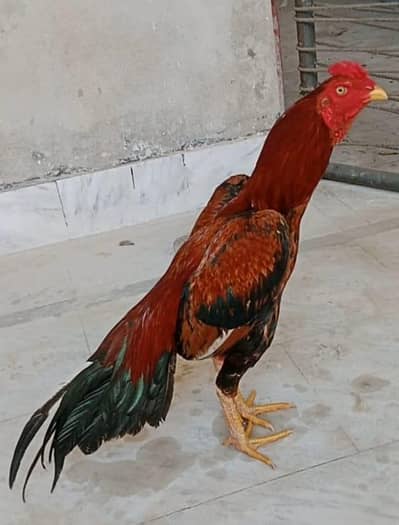 full mazboot patha full garanted