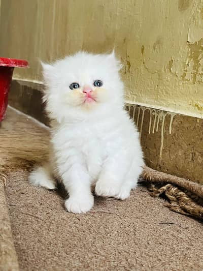 Persian cat for sale my WhatsApp number