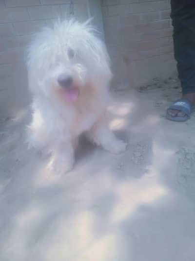 PODAL Female For Sale