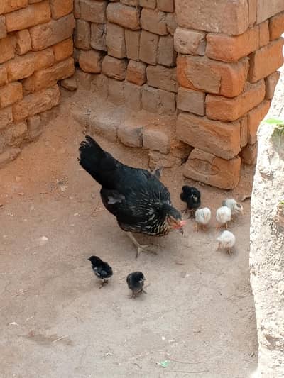 Hen with Chicks