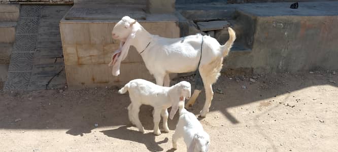 gulabi goats