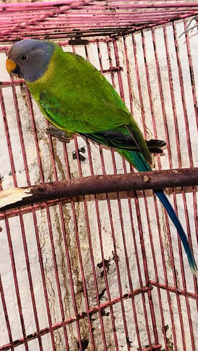 Plum headed blossom head female