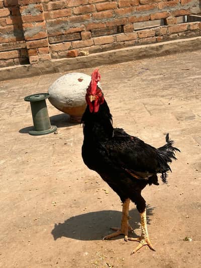 Aseel bengam lasani /pili aseel madi /aseel bengam/ pili female