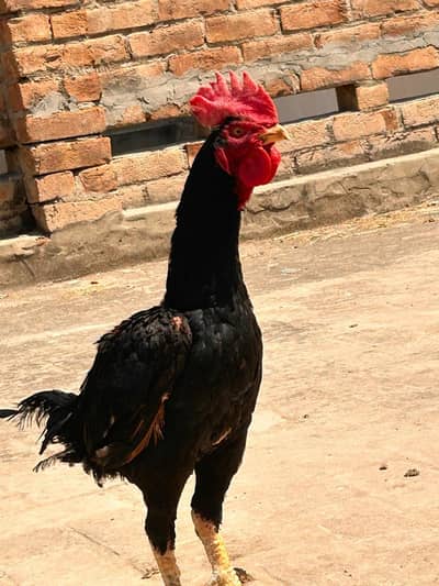 Aseel bengam lasani /pili aseel madi /aseel bengam/ pili female