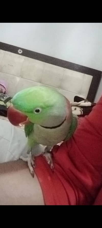 Raw Pahari parrot