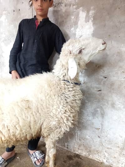 dumba chatra qurbani 2026 bakra