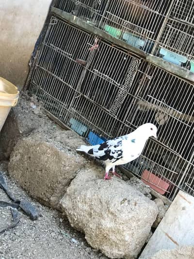 beautiful 2 black and white male pigeon
