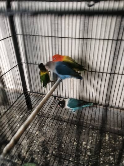 2 Love Bird Paire Fro Sale