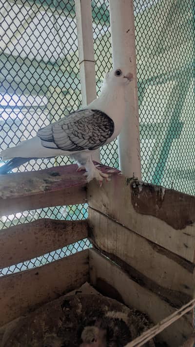 difrent types fancy  pigeon  chicks avalible hand taim