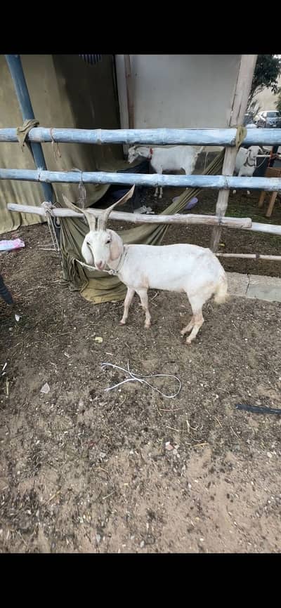 Hydrrabadi TAPRI, tedi with kid