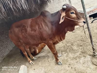 صحت مند بھورا بُل برائے فروخت – 3 سال، 5 من، 2 دانت