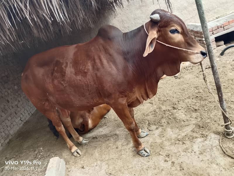 صحت مند بھورا بُل برائے فروخت – 3 سال، 5 من، 2 دانت 0