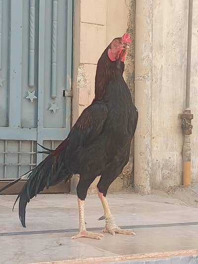 mianwali aseel patha for sale