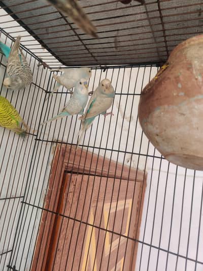 buggies pair for sale