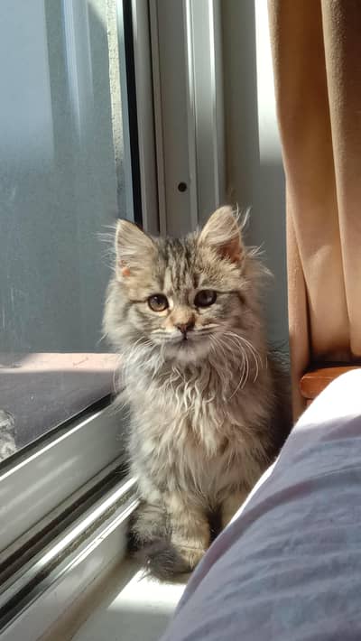Very lovely Persian kitten