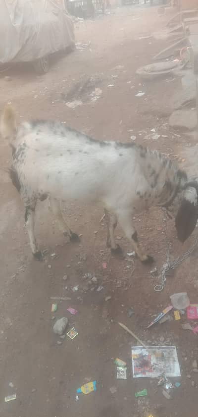 2 dant bakra for sale