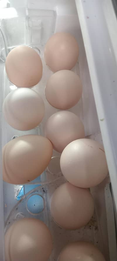 Desi home egg for sale 5 eggs for 150