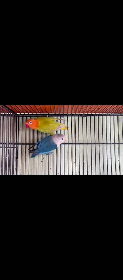 Love Bird Pair For Sale