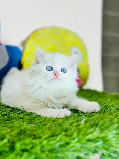 Persian kittens watsapp numebr 0343 8408647