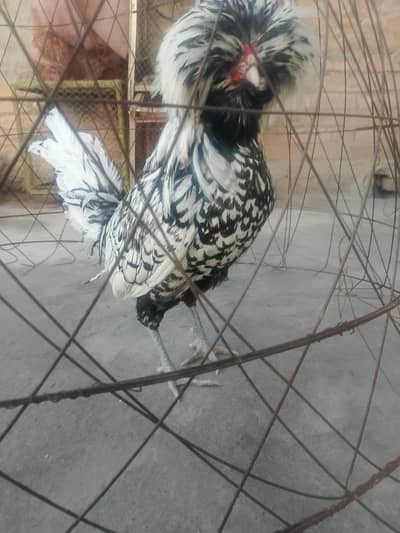 Fancy hen for sale