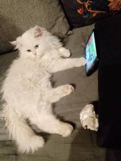 Persian cat Female