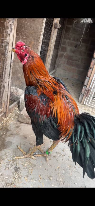 Pure Aseel thai locker