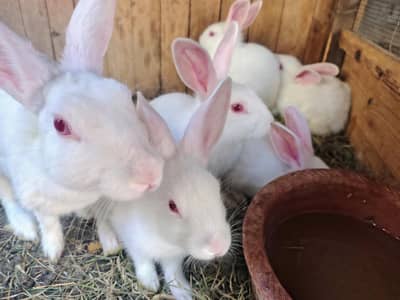 white red eyes rabbit