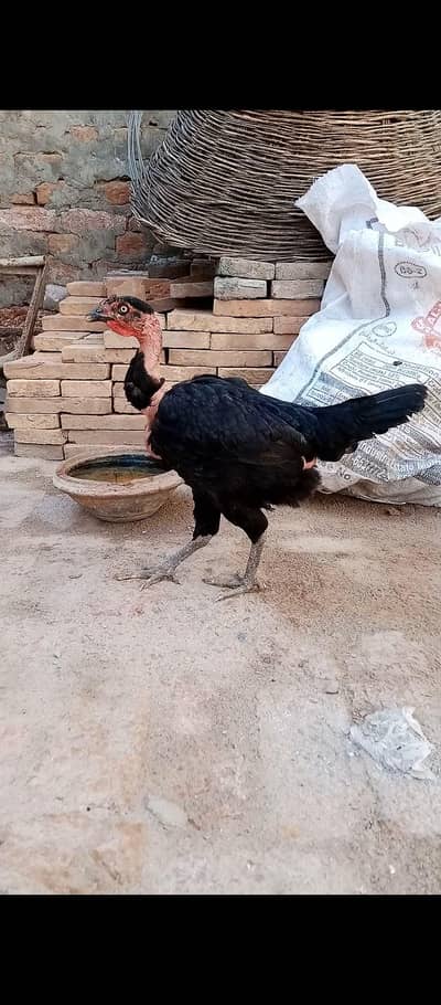 mushki Aseel madiyan