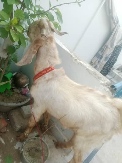 do dant bakra for sell  ghar ka pala hua