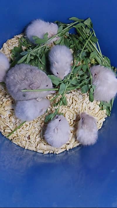Long hair syrian hamster babies
