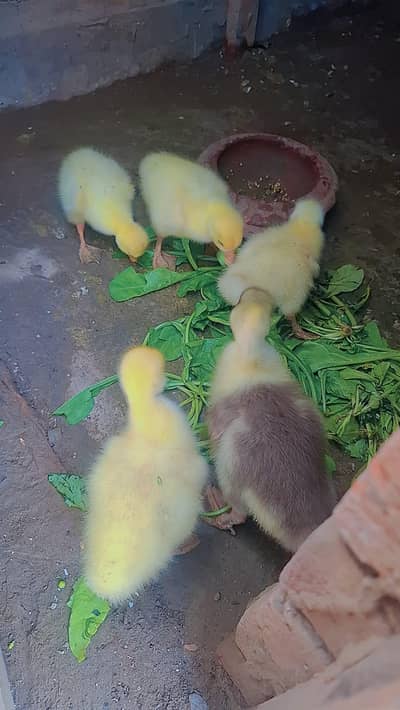 Baby Ducks