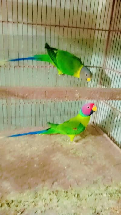 Indian tori parrots 