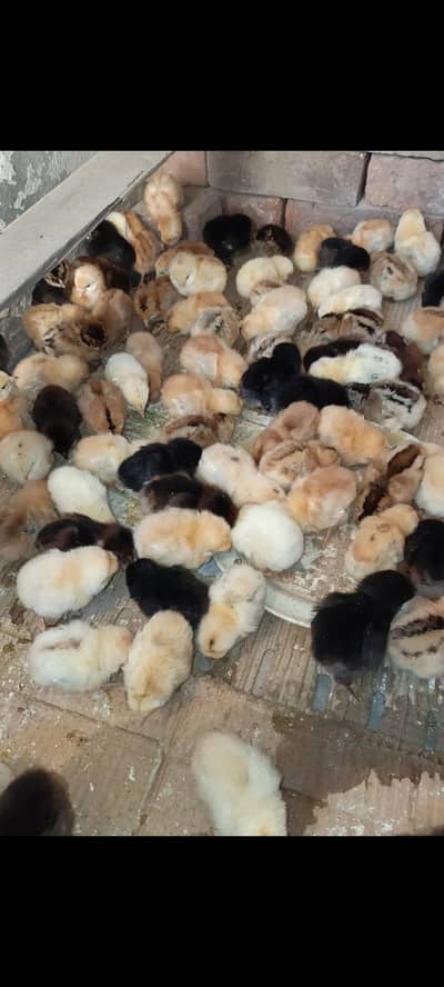 Desi golden misri chicks
