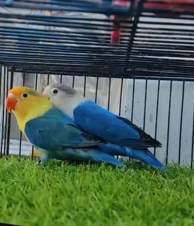 2 Lovebirds breeder pairs for sale