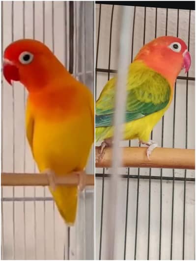 Lovebirds breeder pairs for sale