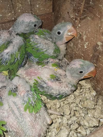 Raw chiks for sale/available