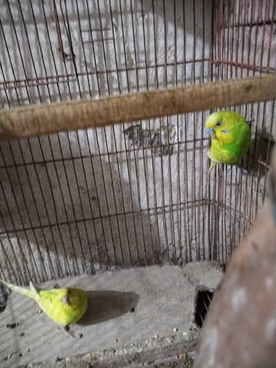 1500 lemon TCB budgies young pair