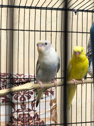 Australian parrot for sale