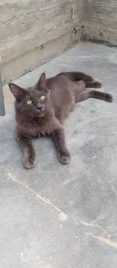 British long coat cat & kitten