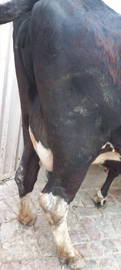 cow for sale milk 16kg lalamusa