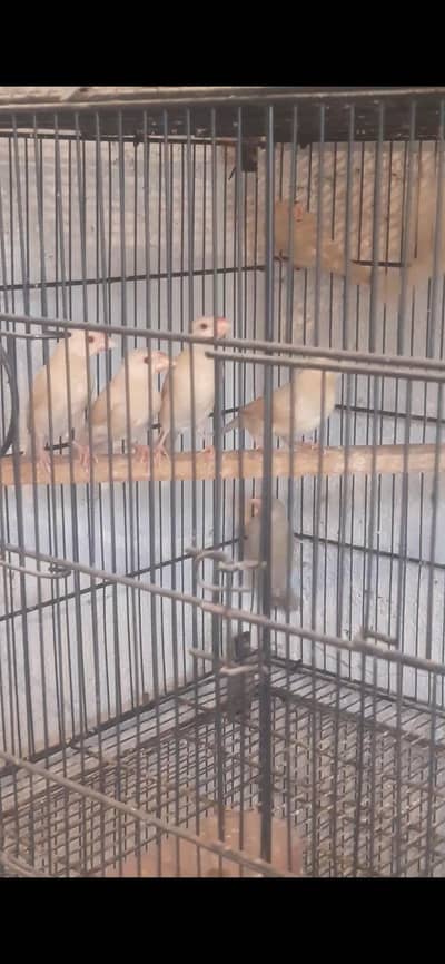 fawn java pathy jambo size