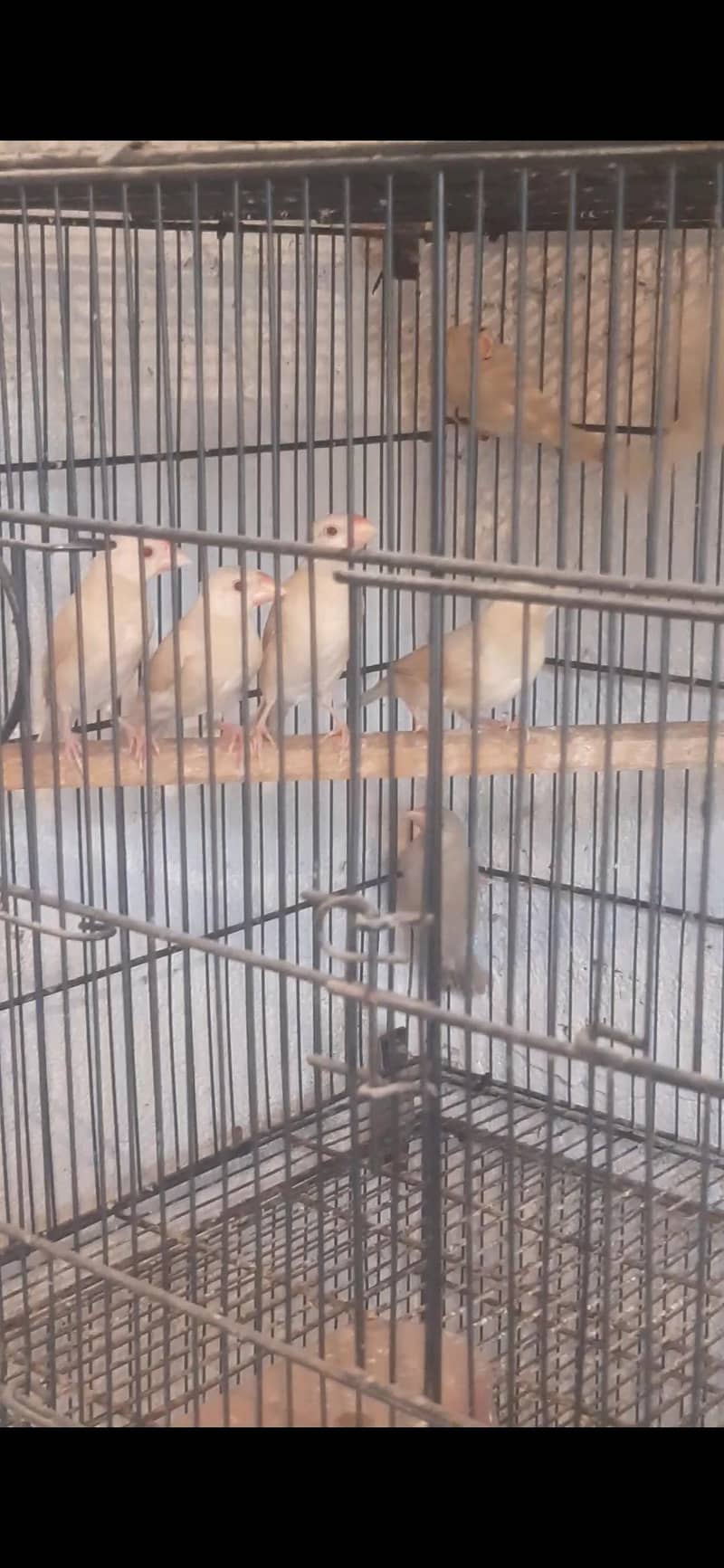 fawn java pathy jambo size 0