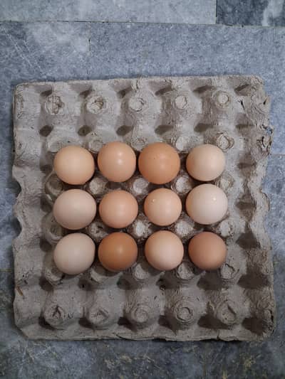 High Quality Desi Eggs Available [1 Dozen = 12 eggs]
