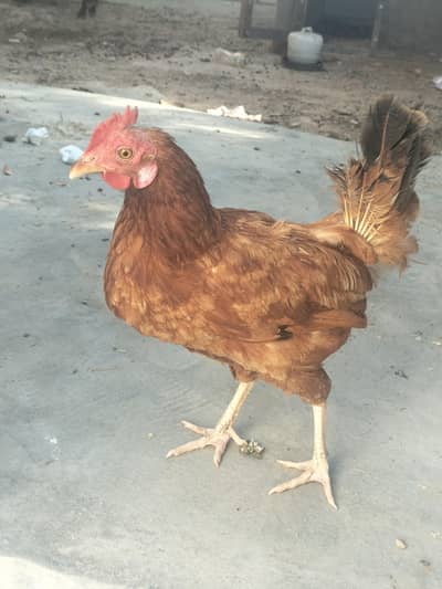 Misri murgi and murgha for sell in just 5500