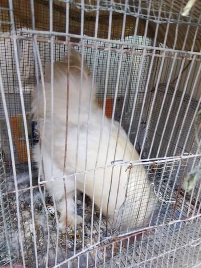 silkie male for sale