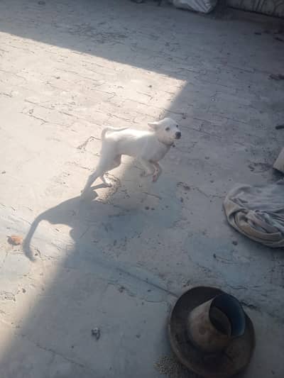 white color fully healdy and play full