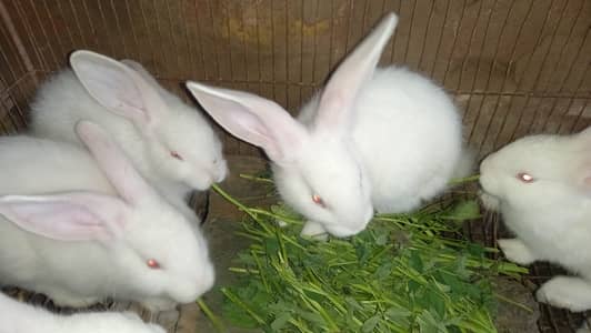Babies of New Zealand White Rabbits