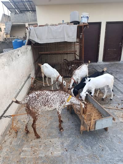 Bakra Bakri for sale