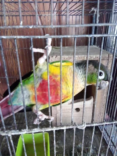 conure for sale red factor